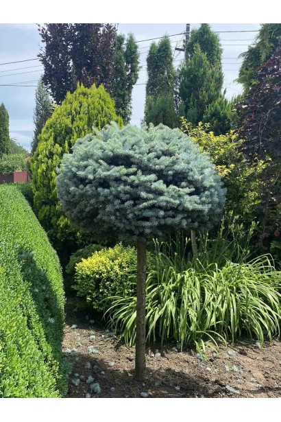 Ель колючая Глаука Глобоза (штамб)